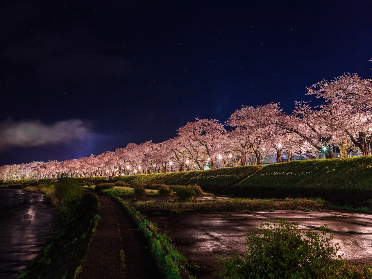 夜桜の告白