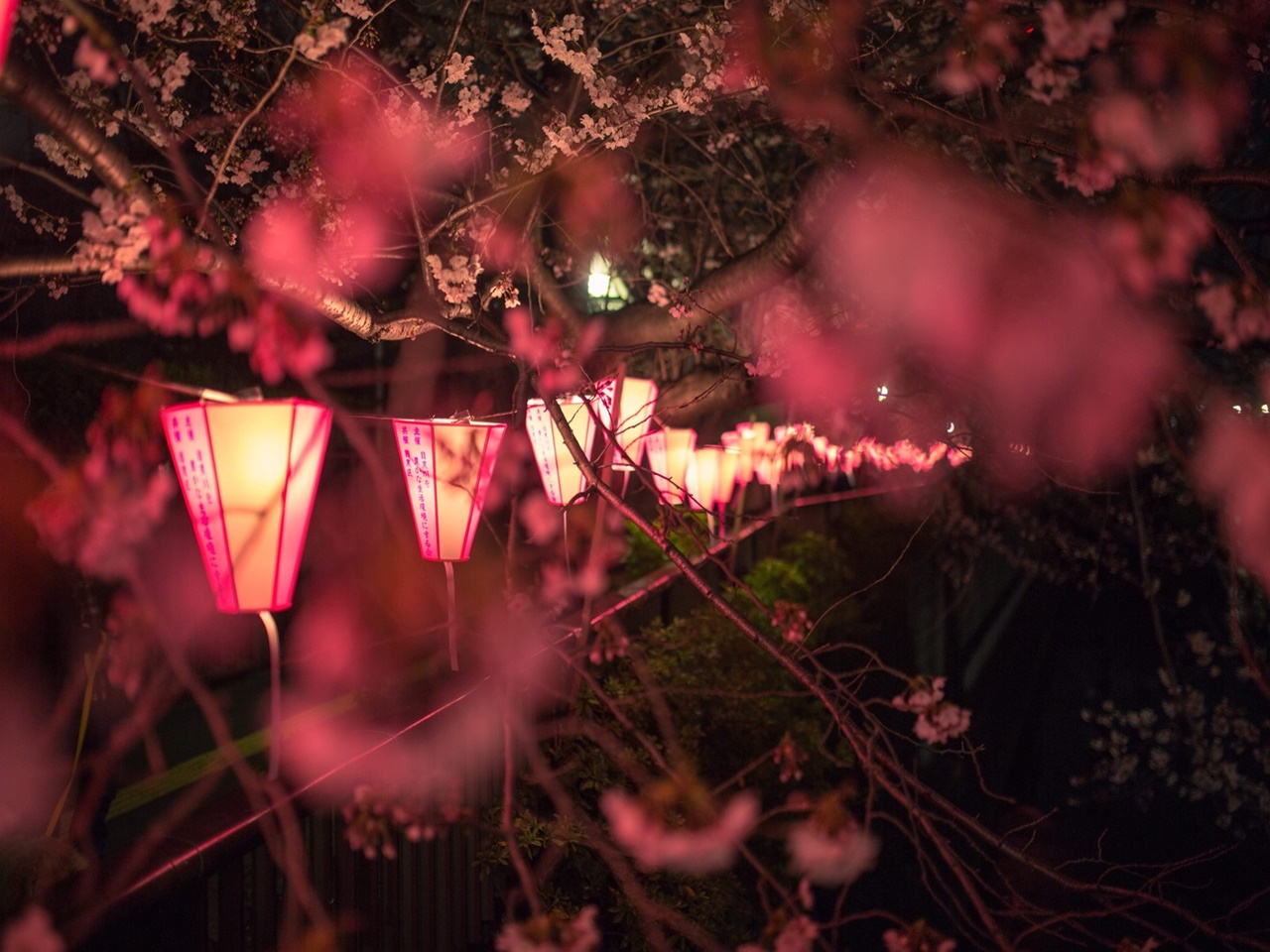 花見で顔面ダイブ