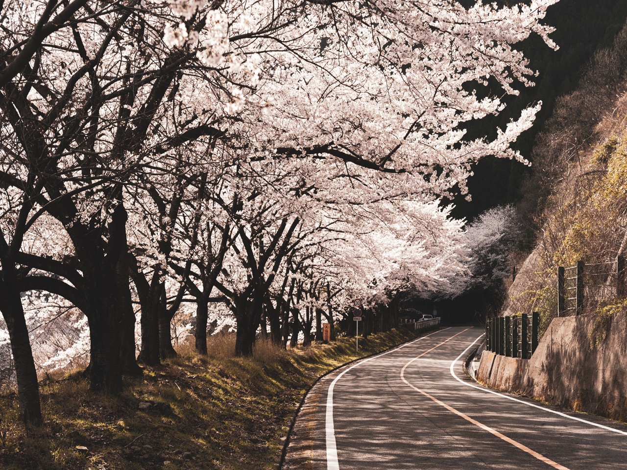 桜吹雪